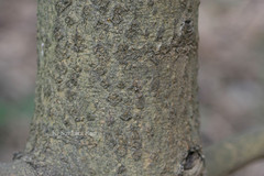 Calophyllum apetalum